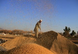 حکومت طالبان صادرات گندم را به خارج از افغانستان ممنوع اعلان کرد