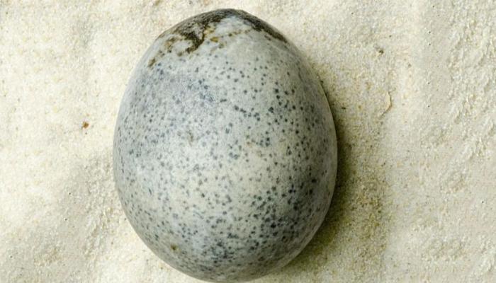 تخم مرغی که بعد از گذشت 2 هزار سال، هنوز سالم باقی مانده است !
